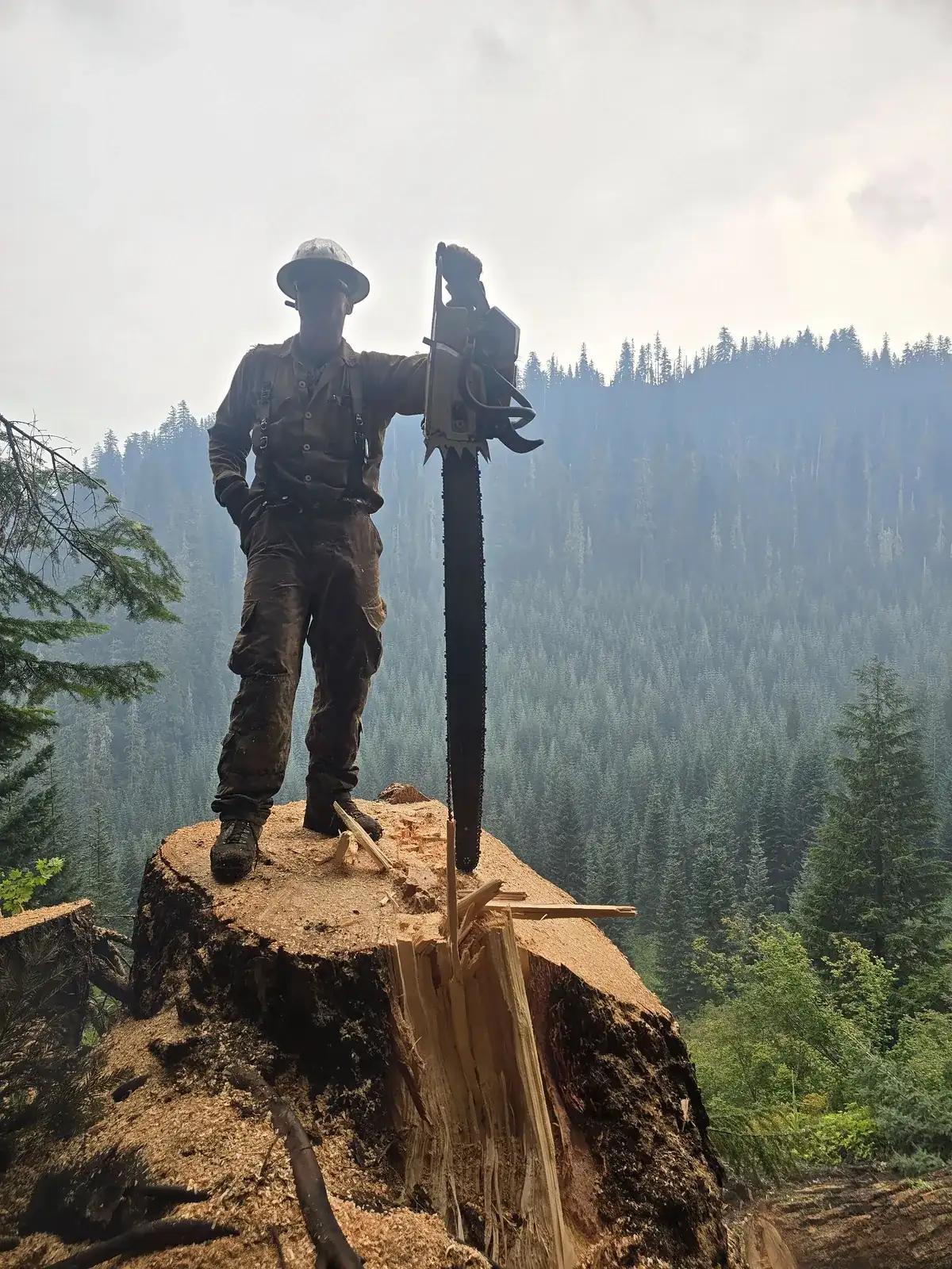Stump Grinding