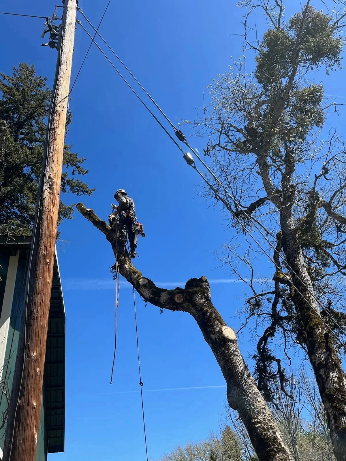 Arborist climbing to rig a limb near a power line