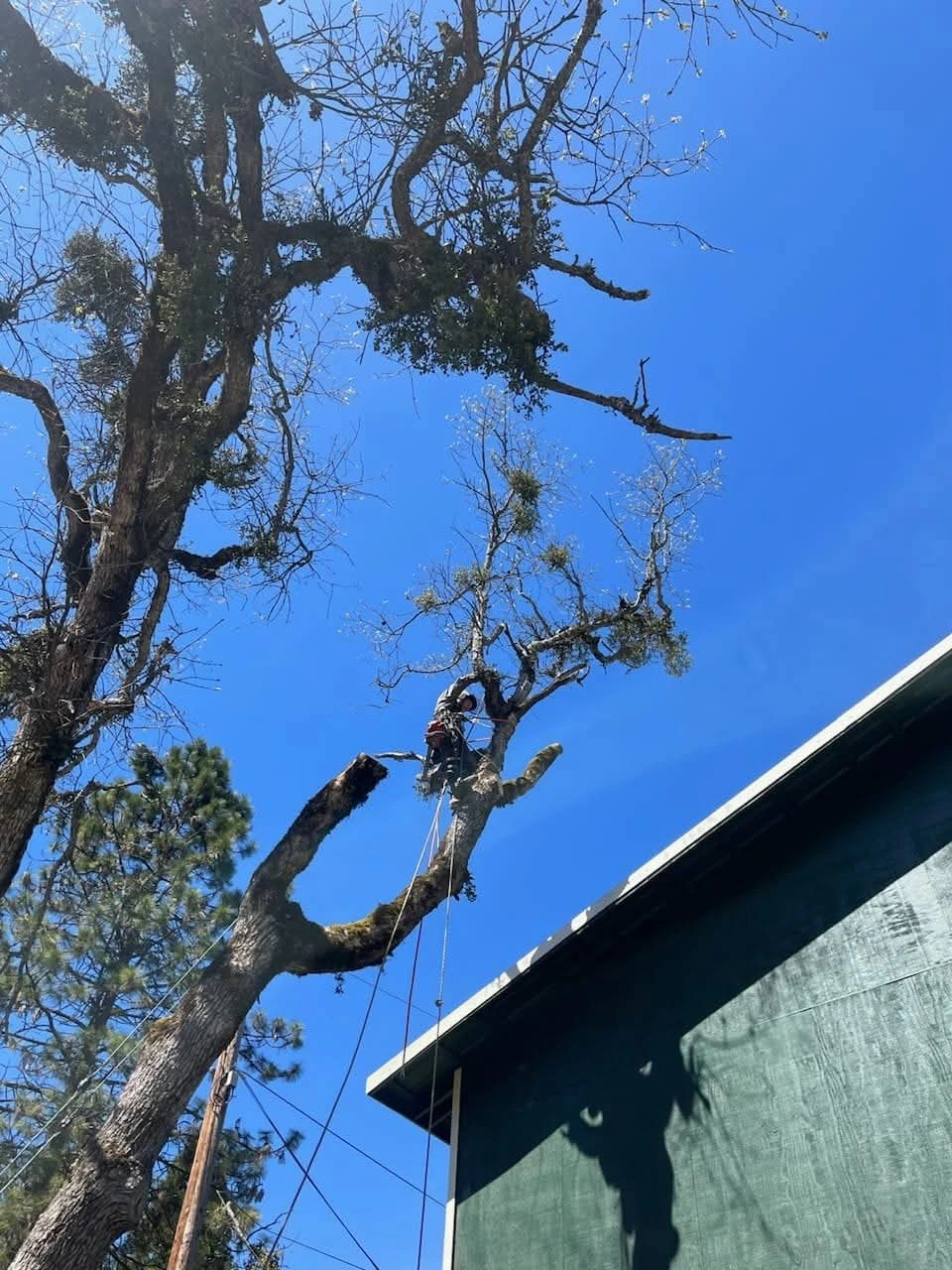 Arborist pruning a tree near a home's roofline