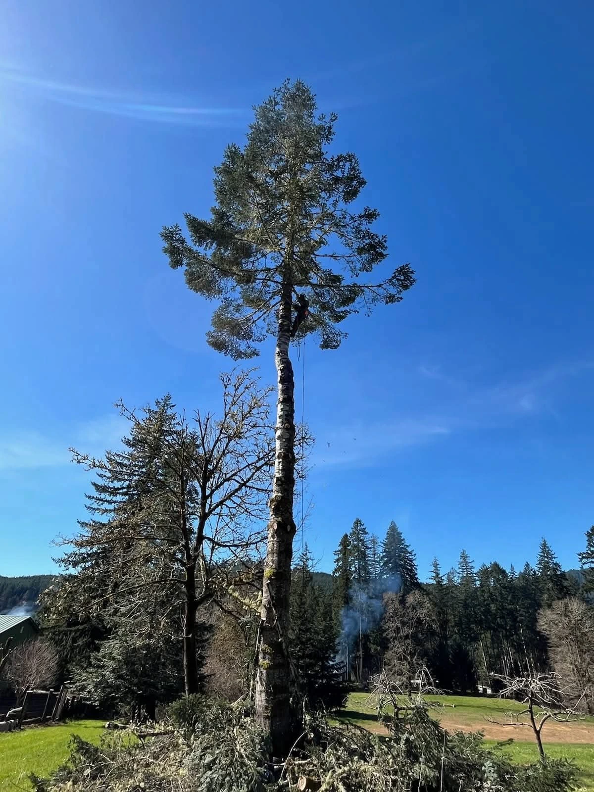 Climber topping a tall snag above the treeline