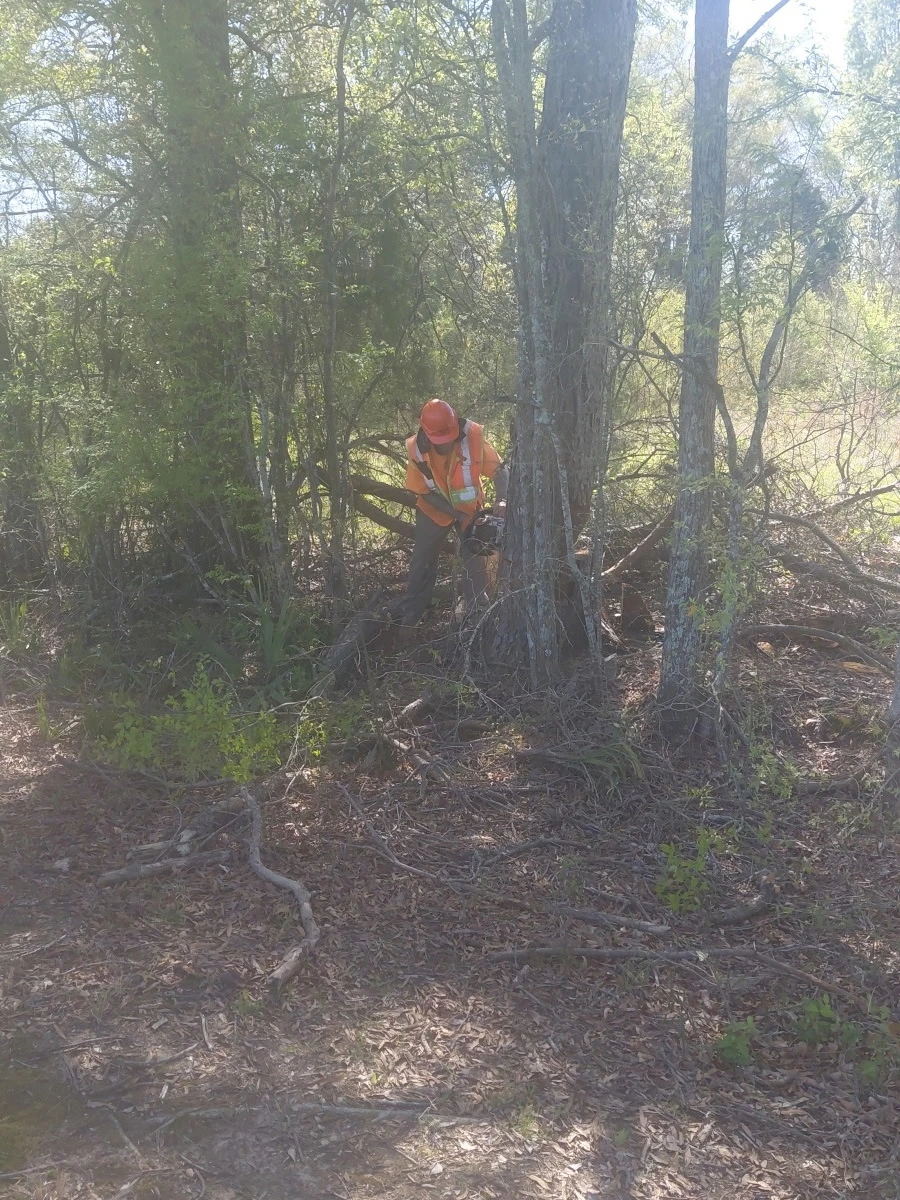 Crew member clearing dense brush with a chainsaw