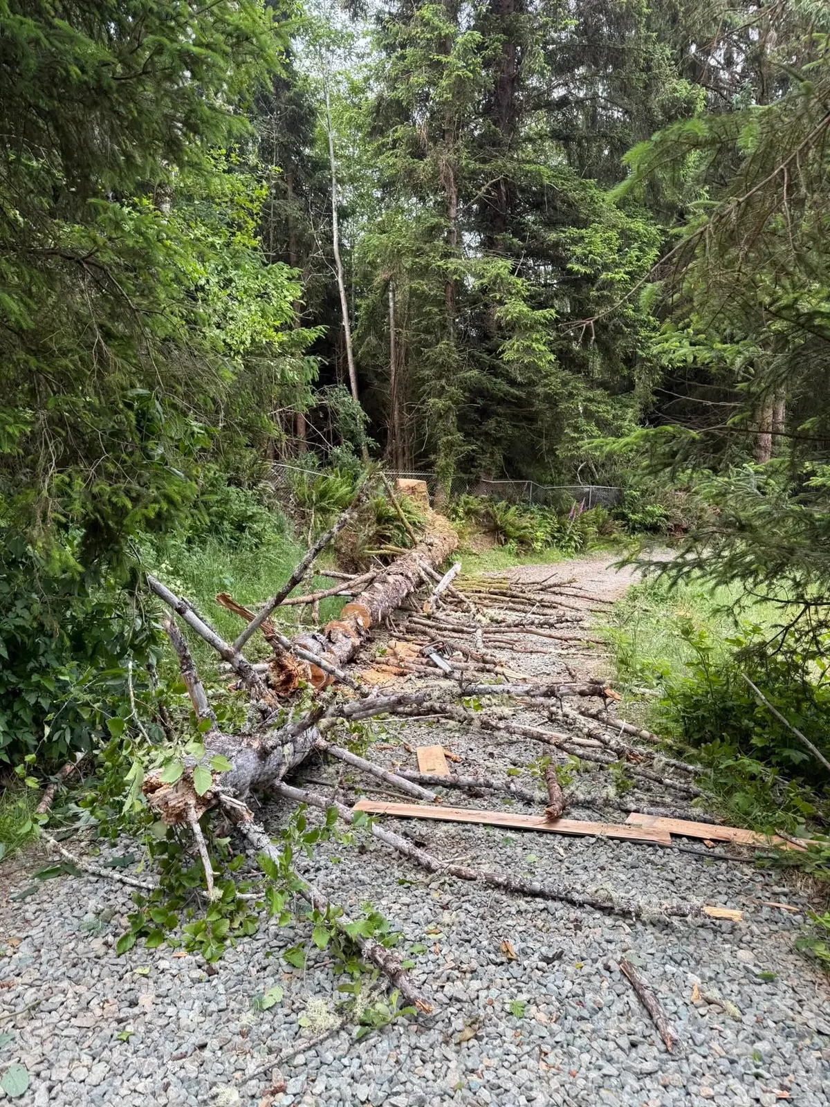 Fallen tree blocking a gravel access path