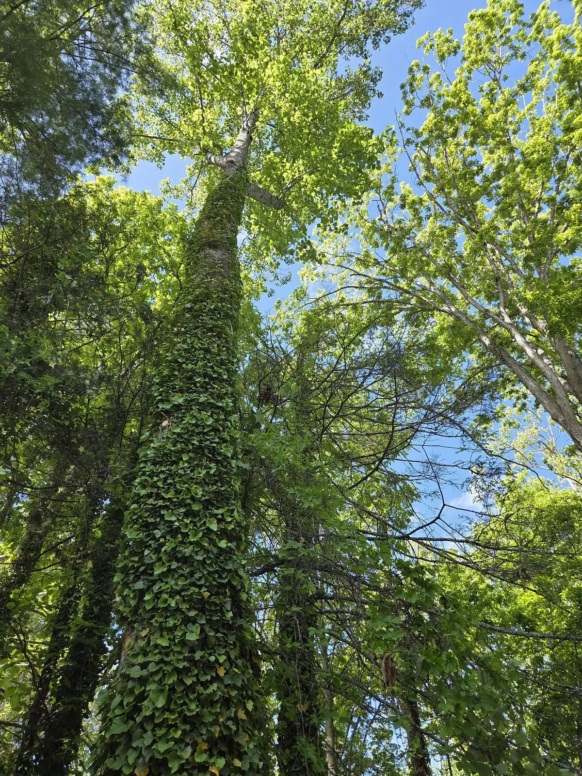 Ivy-covered hazard tree marked for removal