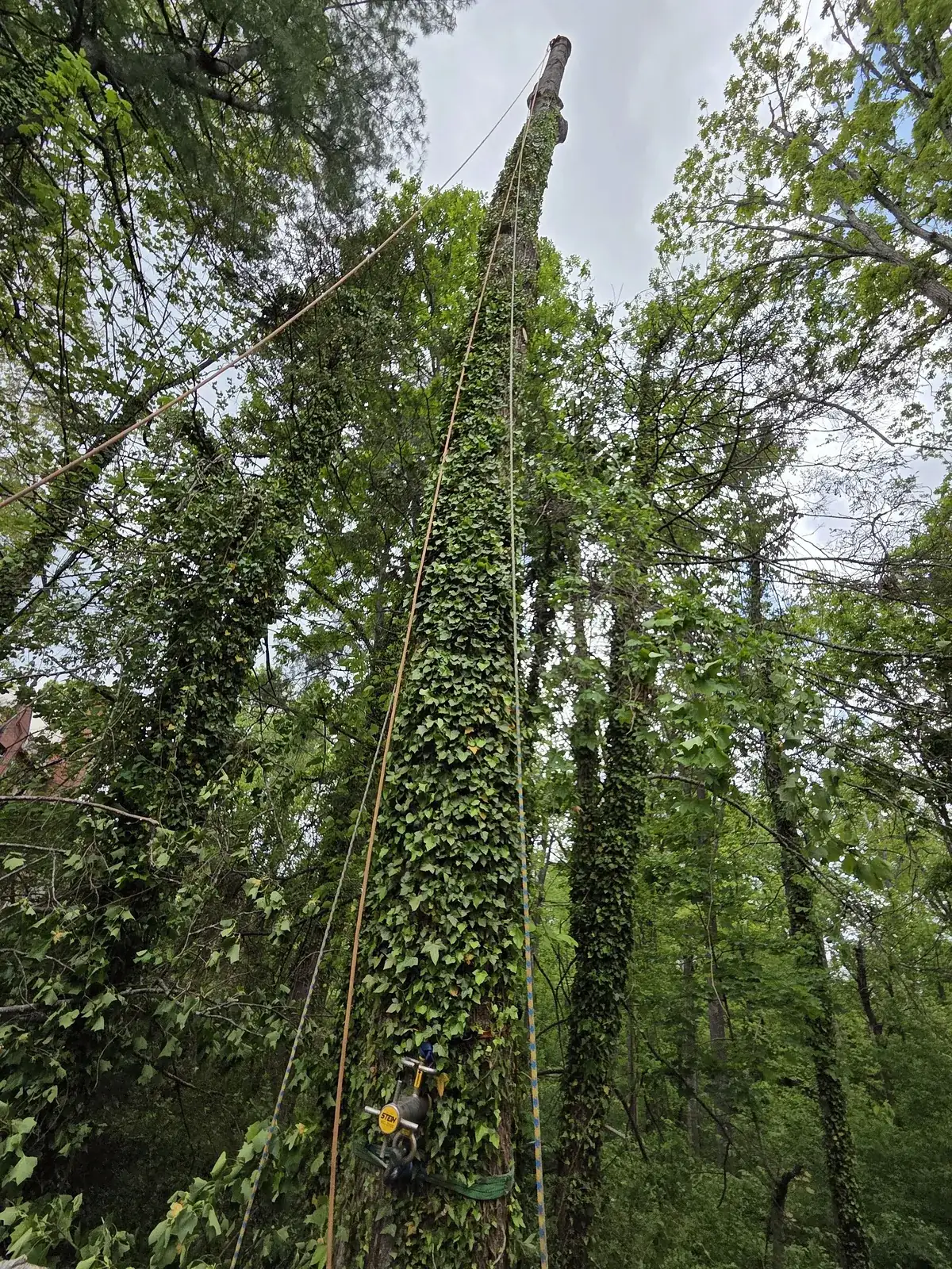 Arborist rigging ropes on a tall tree