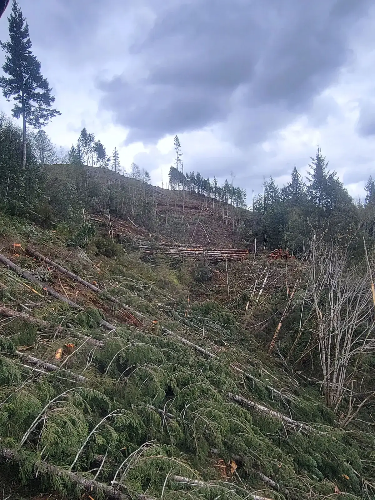 Land clearing on a sloped lot