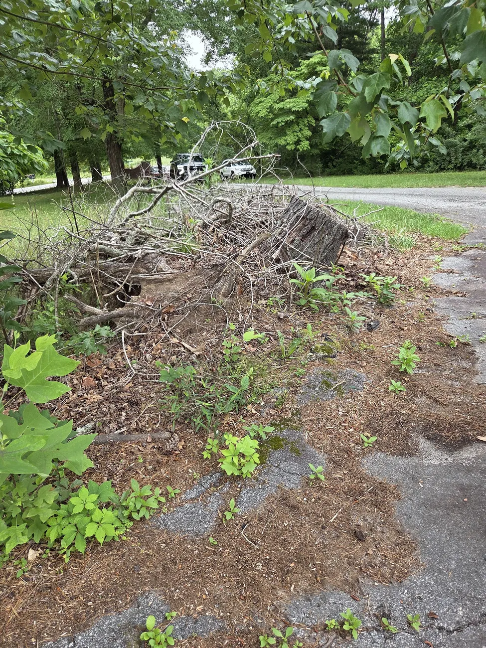 Stump and brush debris cleared to the roadside