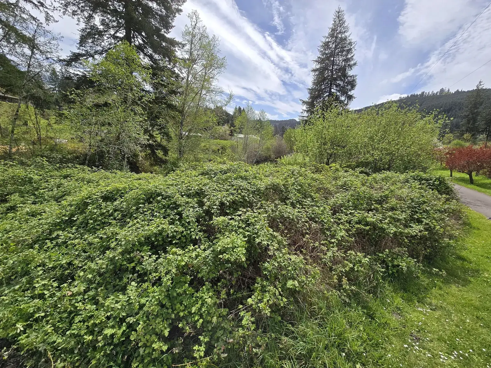 Overgrown blackberry thicket on a wooded property