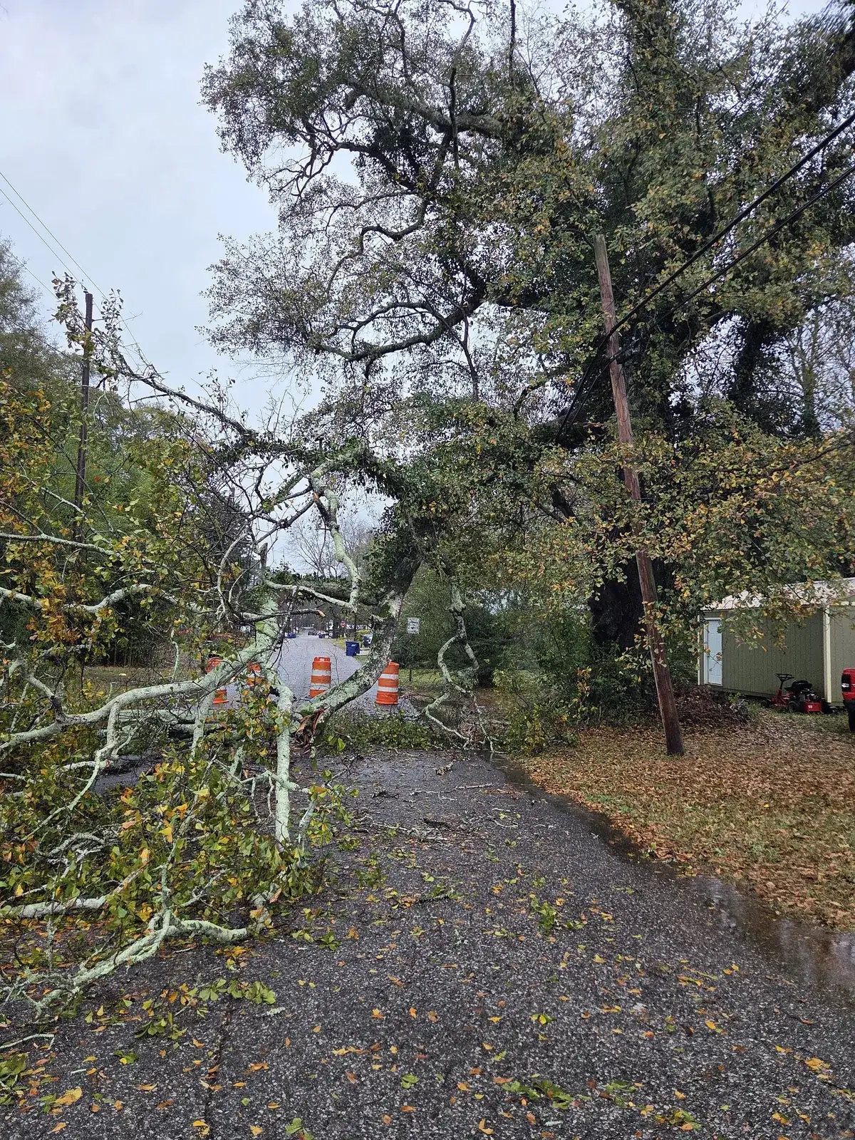 Driveway blocked by a fallen tree after a storm