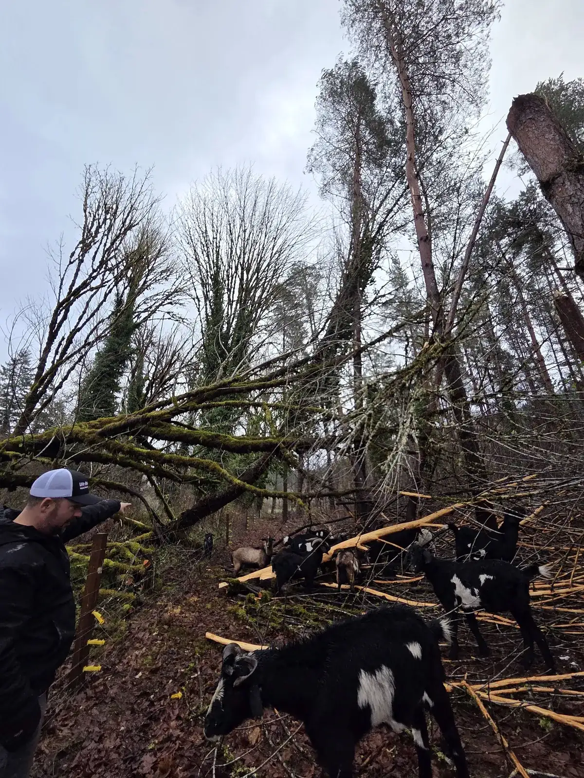 Storm damaged fence from a fallen tree