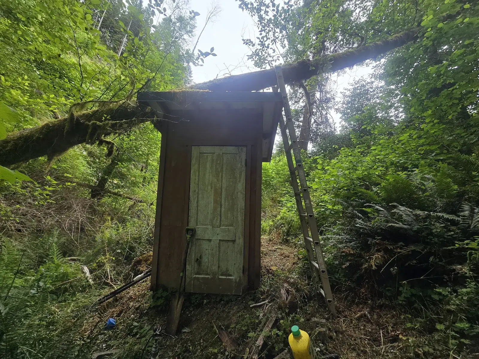 Felled Douglas fir tree crushing a utility shed