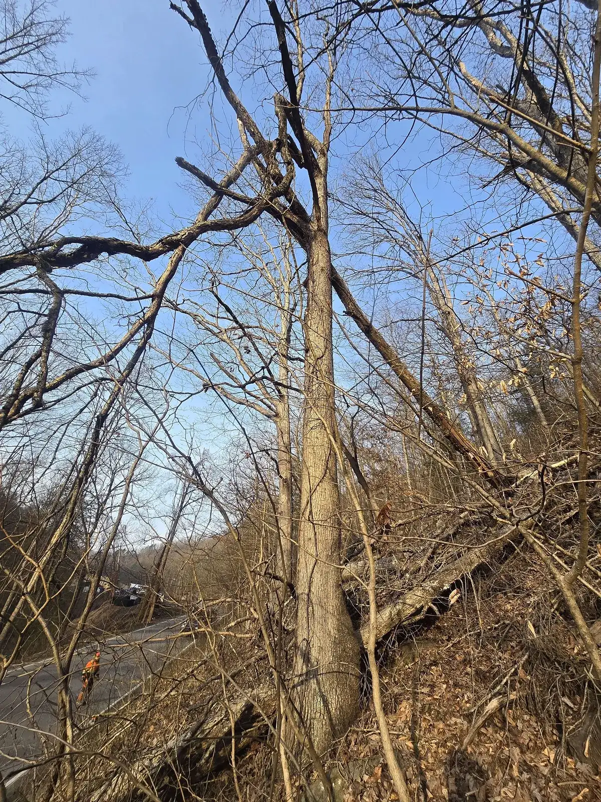 Large tree down after a storm