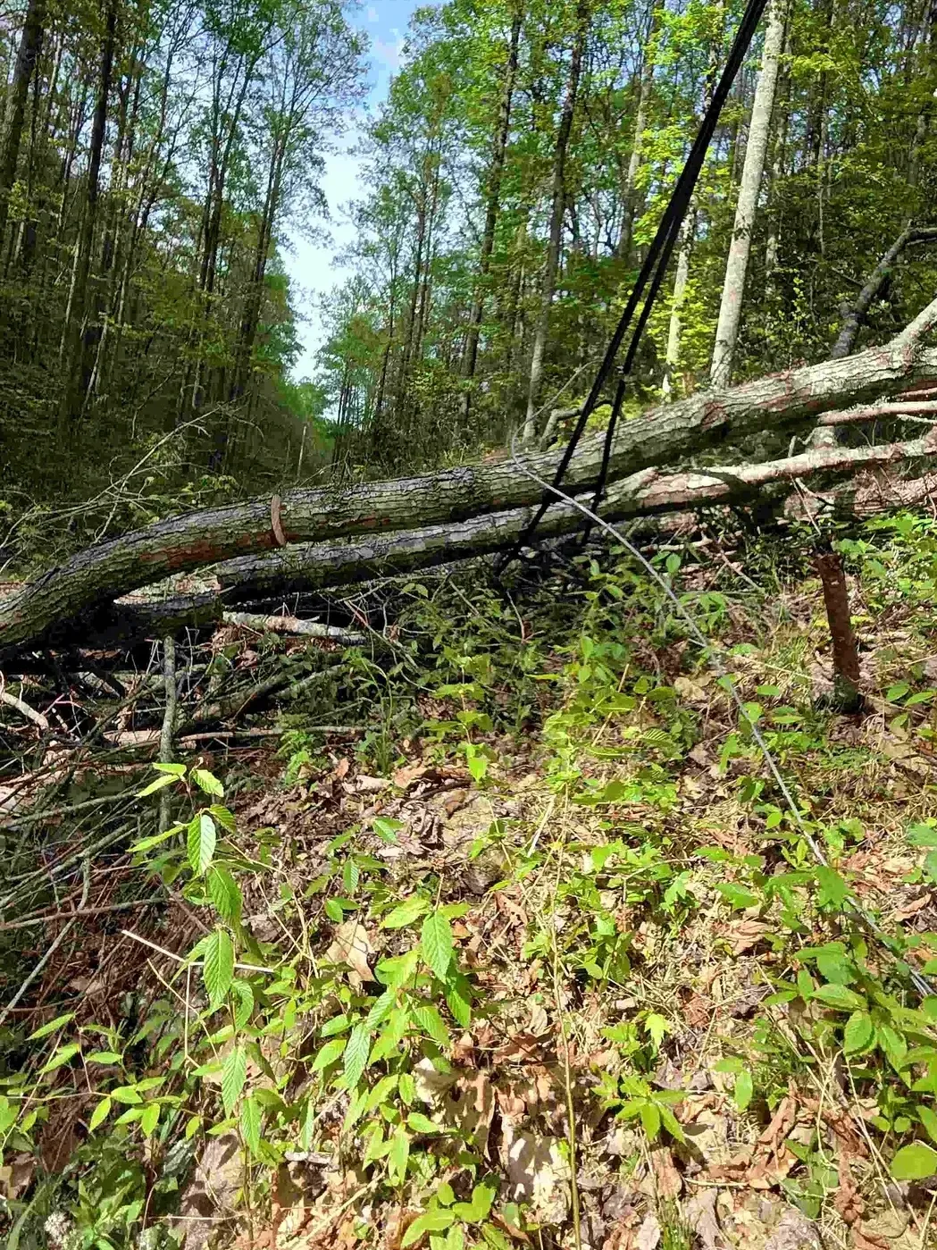 Fallen tree secured with rigging cable