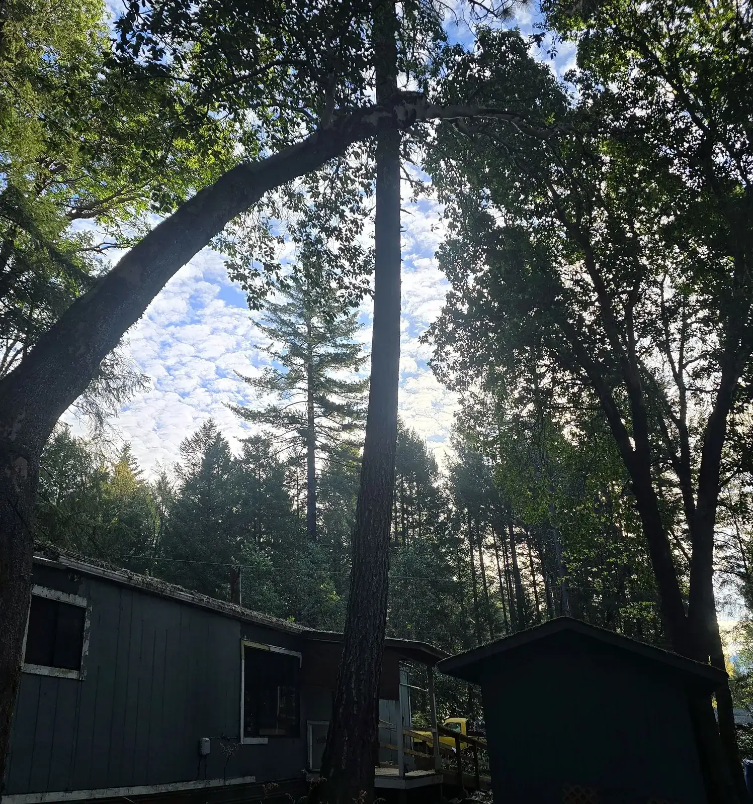 Tall tree overhanging a cabin roofline