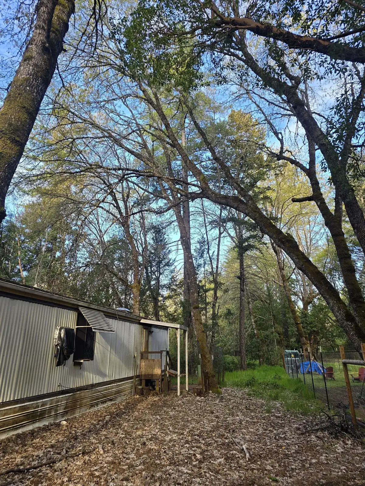 Overhanging tree near a shed